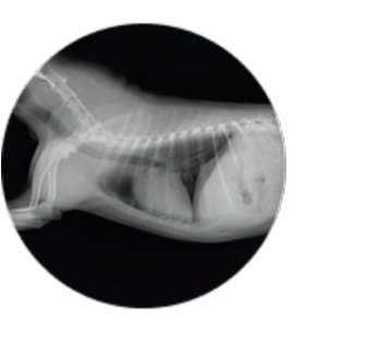Xcaliber Checkup Mobile 2