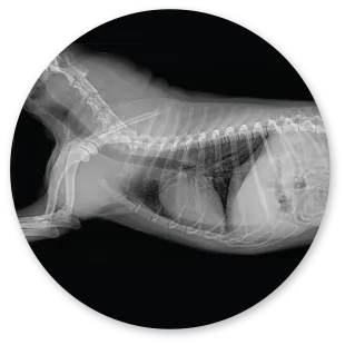 Xcaliber Checkup